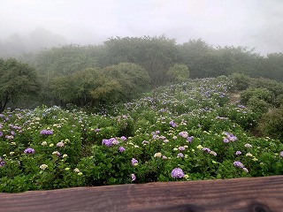 東展望台から見下ろしたアジサイの斜面。8分咲き。薄い霧がかかっている。