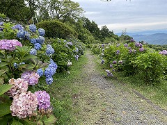 アジサイの遊歩道の入口。終わりかけのアジサイがアンティークのよう。