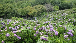 薄紫色のアジサイの斜面を上から見下ろした様子。終わりが近いので、色があせてきている。