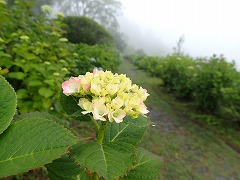 まだ開きはじめのアジサイ、少し縁がピンク色