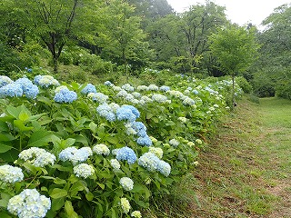 遊歩道沿いの薄水色のアジサイ