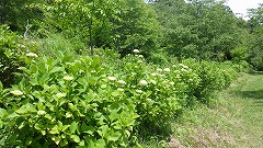 遊歩道沿いのアジサイの株、ほぼつぼみ