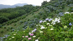 見頃な青いガクアジサイの斜面