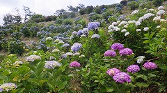 斜面に咲いたアジサイを下から眺めた様子。紫や水色、白など色とりどりのアジサイが咲き乱れている