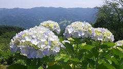 皆野町の山を背景にした、薄紫色でまだ咲き始めのアジサイたち