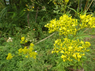 秋の七草であるオミナエシ。小さく黄色い花が集まっている。