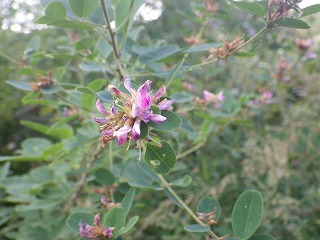 細く枝垂れる枝に、内側が白色で外側が紫色のハギの花。