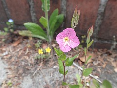 花びら4枚で薄ピンク色のユウゲショウ