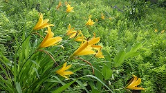 草原にたくさんの黄色いキスゲの仲間が咲いている