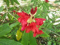 真っ赤な西洋シャクナゲ、ツツジの花に似ている