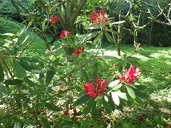 ツツジのような花の赤色の西洋シャクナゲ、別名バルカン