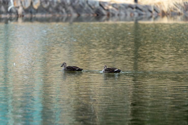 水鳥調査021002