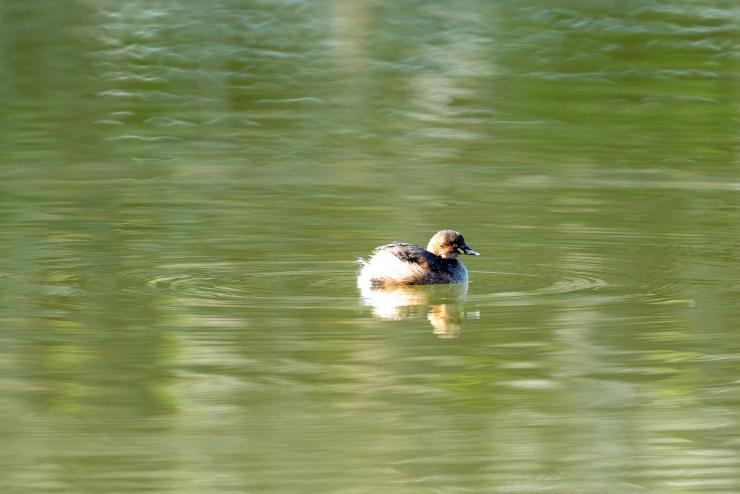 水鳥調査021005