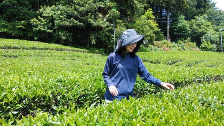 横瀬町の移住者と茶畑