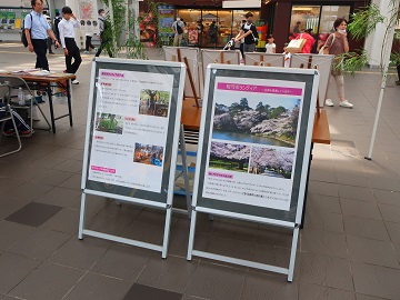 桜守活動のパネル展示