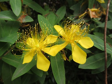 ビョウヤナギの花