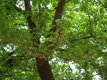 エゴノキの枝