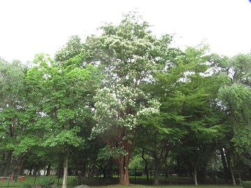 シマサルスベリの木