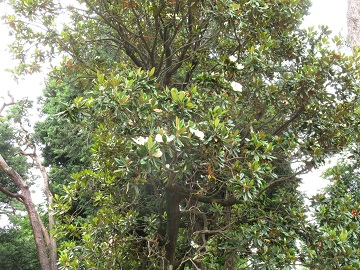 タイサンボクの木