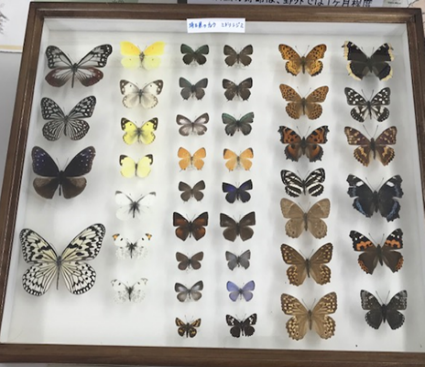 昆虫の標本展示の様子