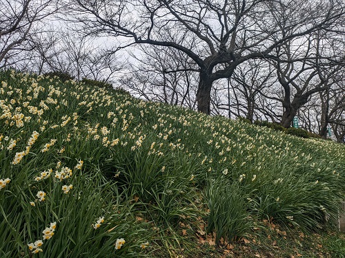 写真：斜面に咲く水仙の遠景