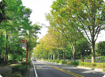 日本一長いケヤキ並木の写真