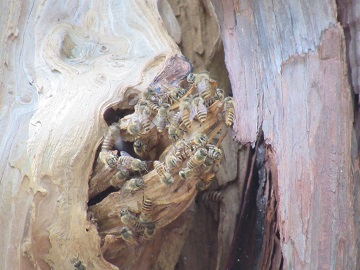 木のうろに作られた巣