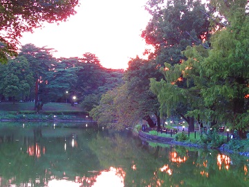 枝越しの夕日