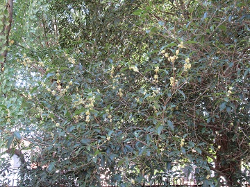 ギンモクセイの木