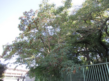イイギリの木