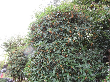 キンモクセイの木