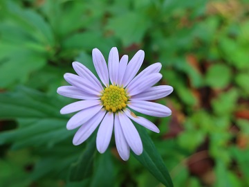 薄紫の花