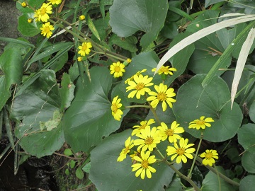 晩秋の貴重な花