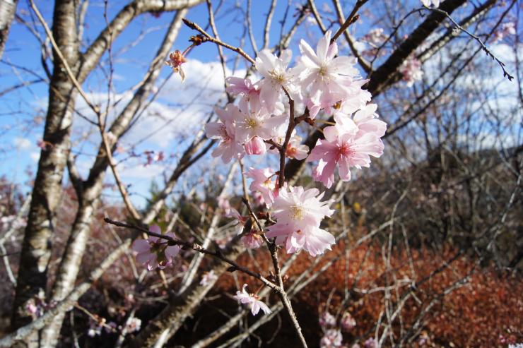 小さな八重の冬桜