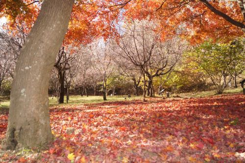 紅葉越しの冬桜