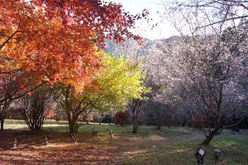 紅葉と冬桜の共演