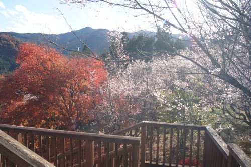 展望台からの見える冬桜