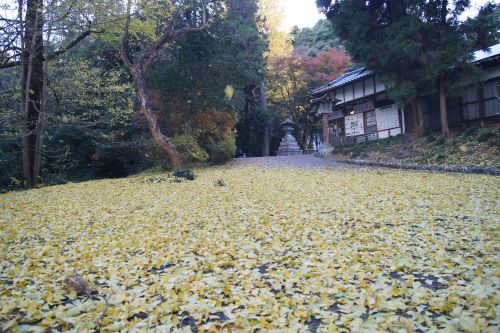 参道の紅葉した銀杏のじゅうたん