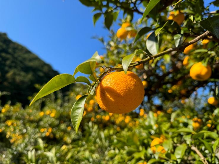 毛呂山町のゆず