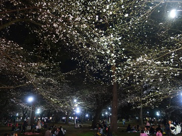 夜桜