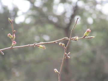 枝先の花芽