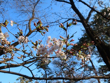 サクラの花