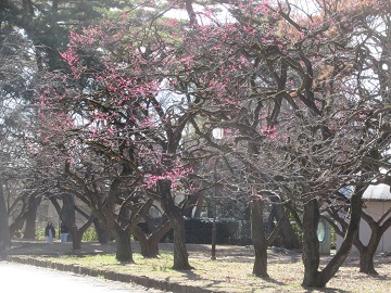 梅園の風景