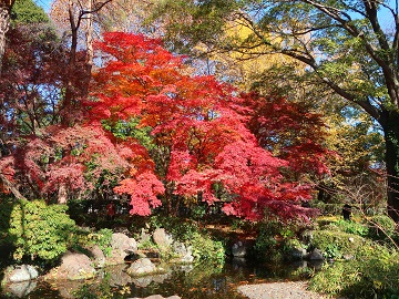 池端の紅葉
