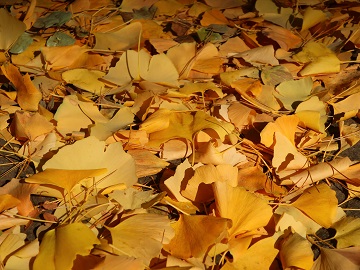 地面に落ちたイチョウの葉