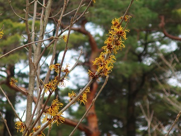 マンサクの花