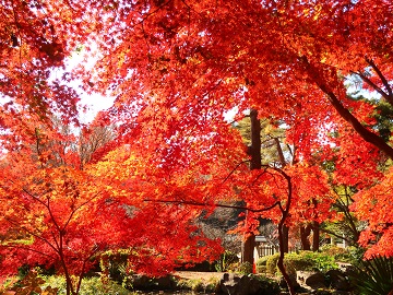 逆光の紅葉