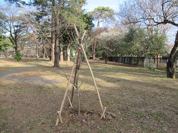 植えた苗木