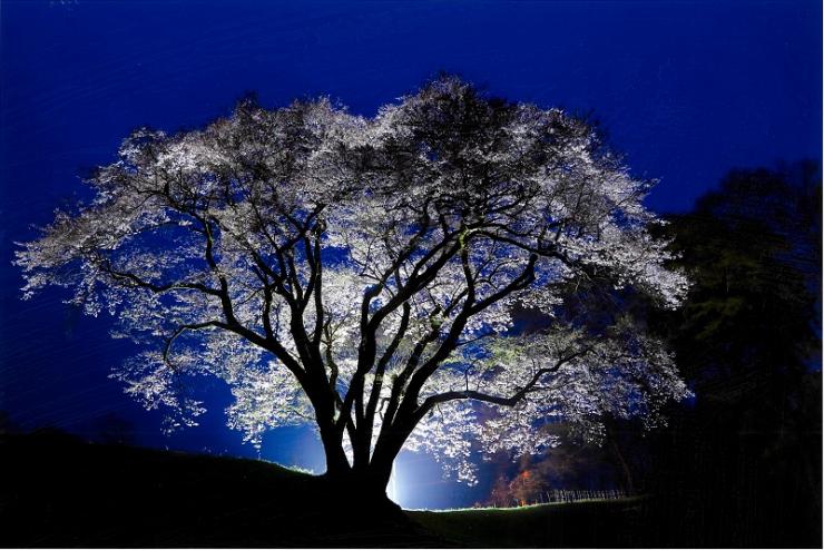 入賞A写真「夜桜」