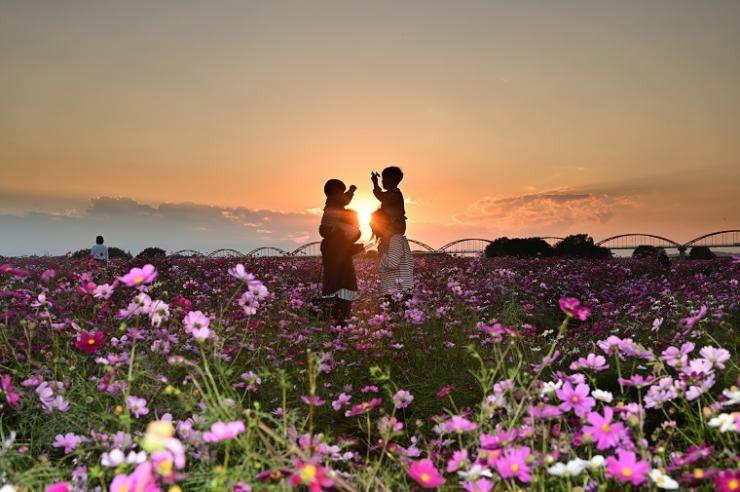 コスモス畑の中で夕陽に照らされる家族の写真